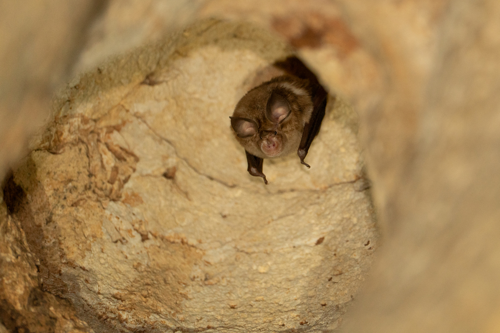 Blasius's Horseshoe Bat