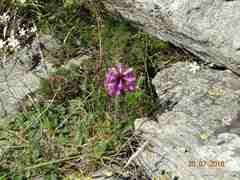 Betonica hirsuta