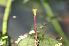 Ceriagrion chaoi