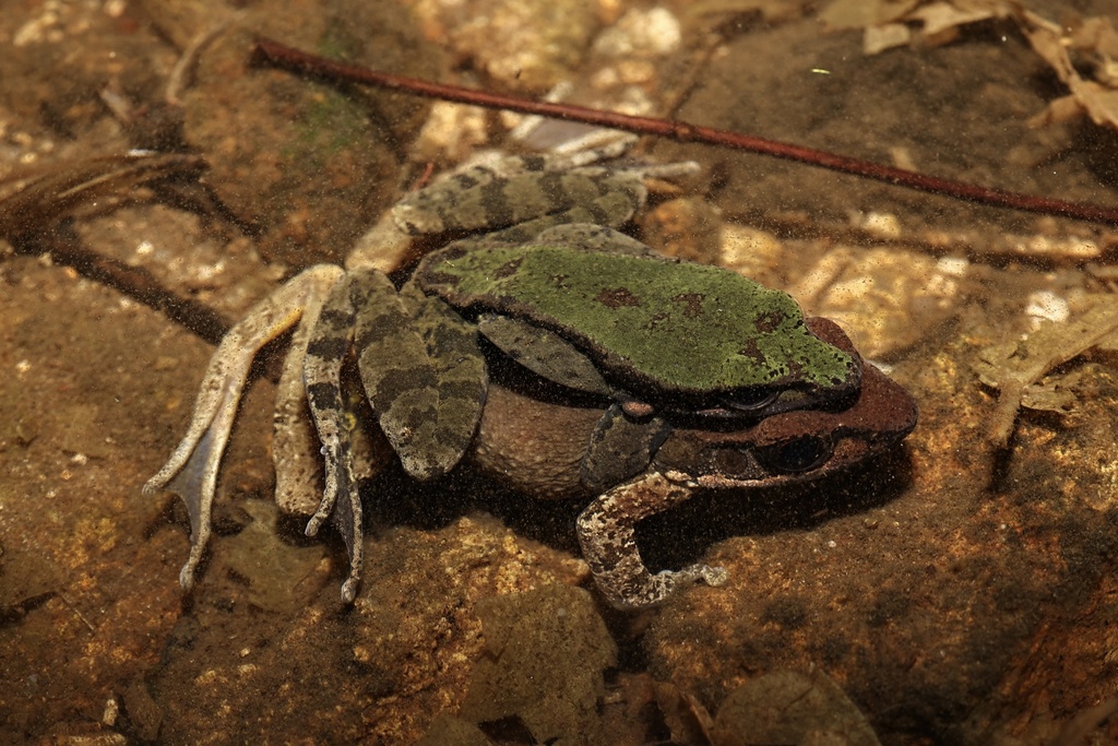 Fujian Bamboo-Leaf Frog