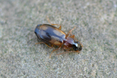 Philorhizus notatus