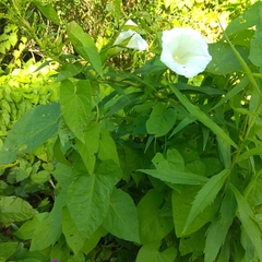 Calystegia sepium