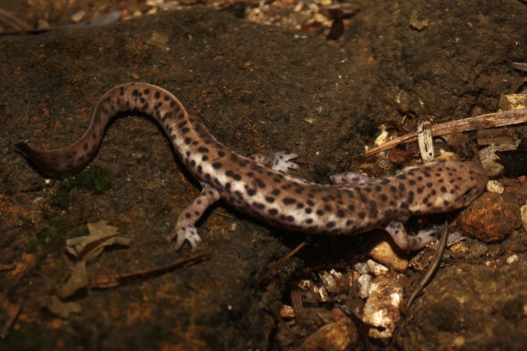 Bingzhi's Stout Newt