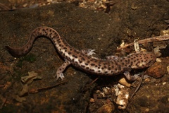 Bingzhi's Stout Newt photo 1