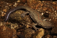 Fujian Warty Newt photo 3