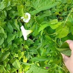 Calystegia sepium