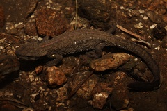 Fujian Warty Newt photo 4