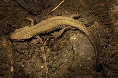 Fujian Warty Newt photo 2
