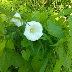 Calystegia sepium
