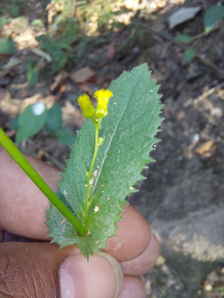 Blumeopsis flava (Blumeopsis flava)