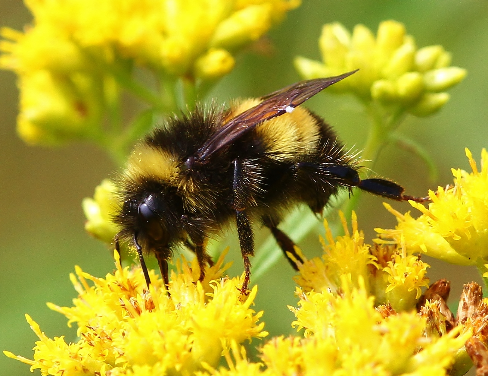 Yellow Ringed Bee Yellow Banded Bumble Bees Yellow Banded Bumble Bee, Bombus Terricola