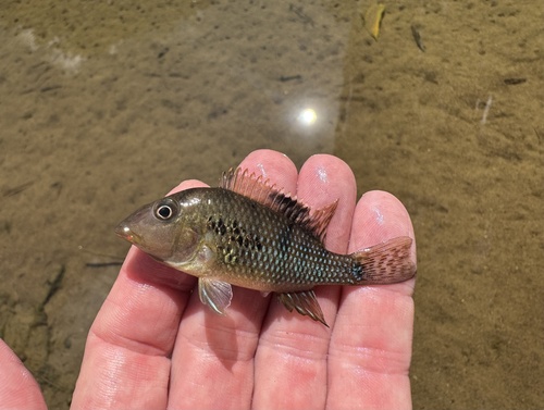 Roodkop-aardeter (Geophagus steindachneri) — Cichlidae — 2