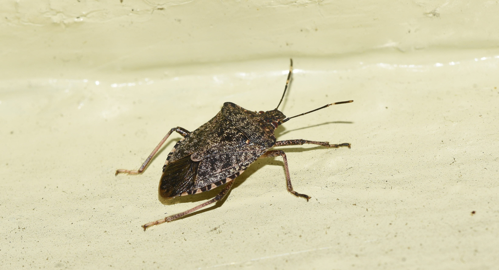 Brown Marmorated Stink Bug in February 2025 by Marcel_Pepin · iNaturalist