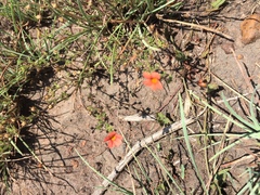 Jamesbrittenia aurantiaca