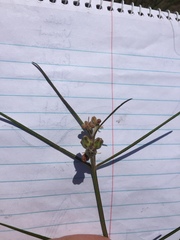 Periglossum mackenii