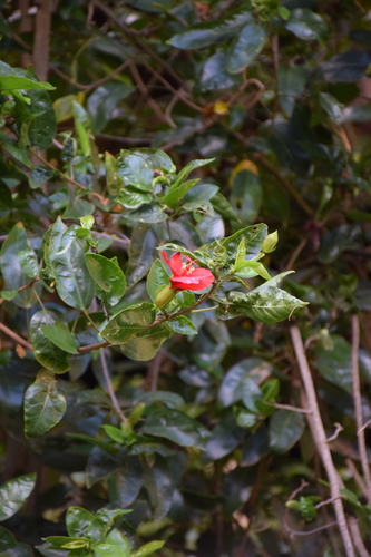 Hibiscus kokio observed 2024-07-08