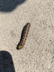 Anisota virginiensis