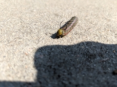 Anisota virginiensis