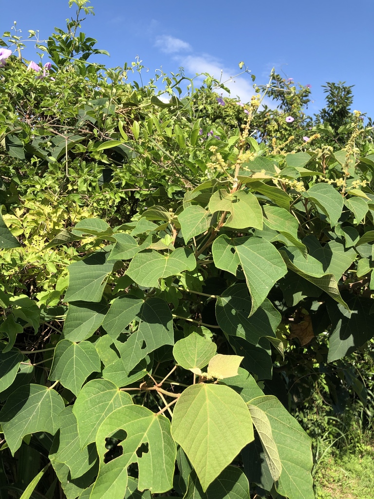 Mallotus