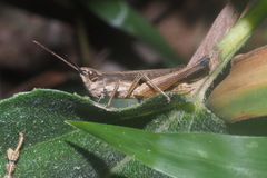 Phlaeoba fumosa