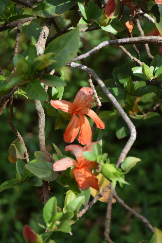 Hibiscus clayi, 2024-07-08