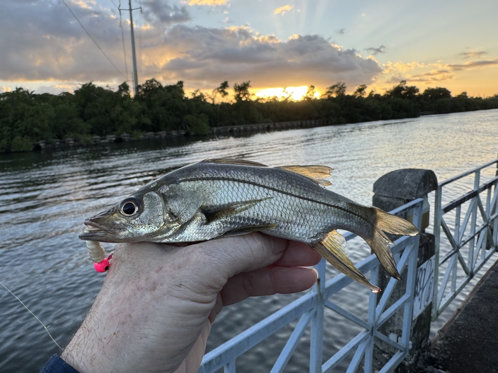 Brochet (Centropomus ensiferus) — Centropomidae