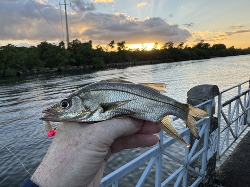 Brochet (Centropomus ensiferus) — Centropomidae
