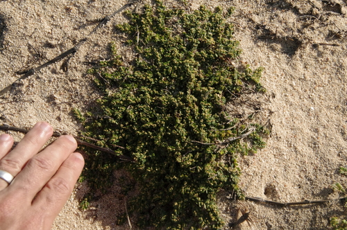 Image of Euphorbia pergamena by (c) Eric Knight, some rights reserved (CC BY)