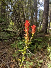 Castilleja wootonii