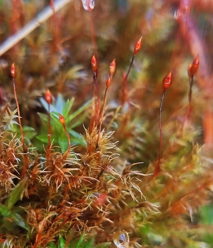 dicranella moss (Dicranella rufescens)