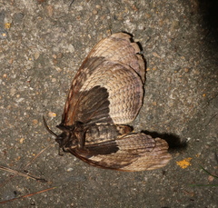 Brahmaea certhia