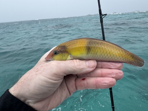 Photo of Yellowhead wrasse (Halichoeres garnoti)