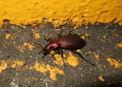Carabus smaragdinus
