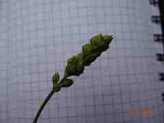 Tofieldia calyculata