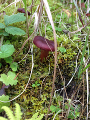Lactarius badiosanguineus