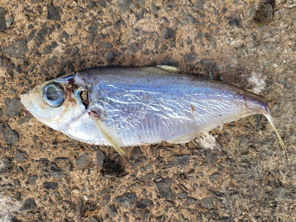West-Afrikaanse ilisha (Ilisha africana) — Pristigasteridae