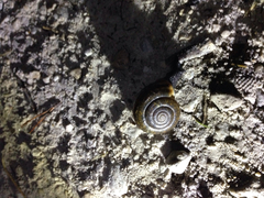 Campylaea illyrica