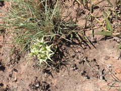 Asclepias eminens