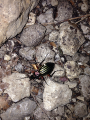Carabus auronitens intercostatus