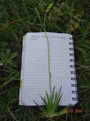 Tofieldia calyculata