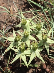 Asclepias eminens