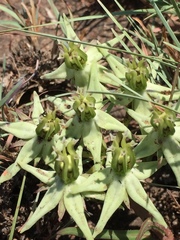 Asclepias eminens