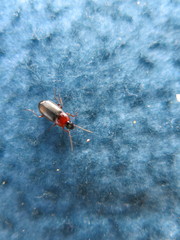 Calathus melanocephalus