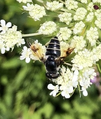 Eristalis saxorum
