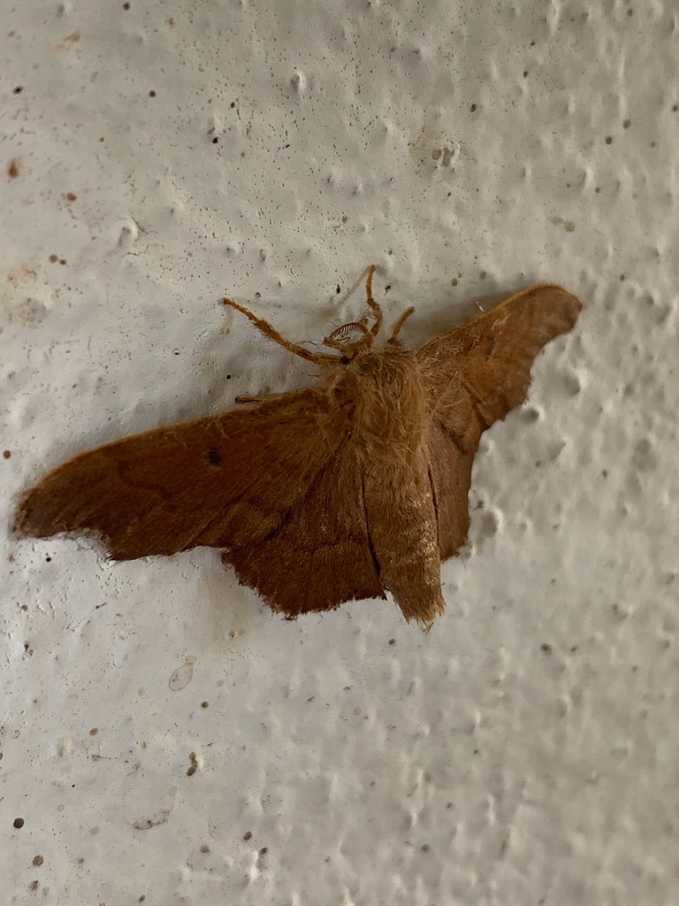 Lacosoma zonoma