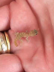 Mediodactylus orientalis