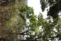 Terminalia chebula, photograph (c) Vikas D Prasad, some rights reserved (CC BY-SA)