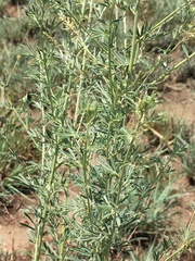 Indigofera zeyheri