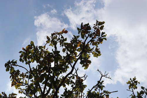 Image of Terminalia bellirica by (c) Vikas D Prasad, some rights reserved (CC BY-SA)