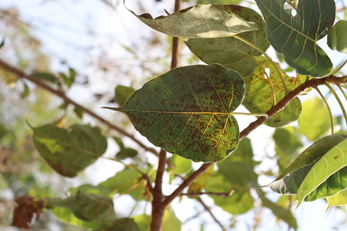Image of Ficus arnottiana by (c) Vikas D Prasad, some rights reserved (CC BY-SA)